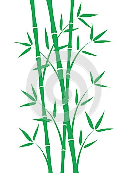 Green bamboo stems photo