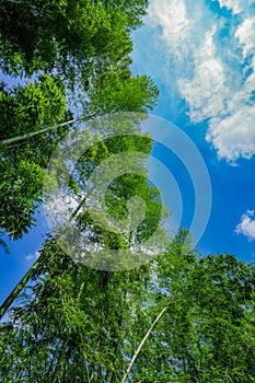 The green bamboo stretches to the sky