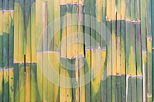 Green bamboo texture with natural patterns