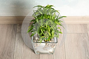 Green bamboo in transparent vase