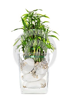 Green bamboo in transparent vase isolated