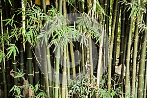 Green bamboo tree