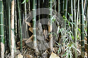 Green bamboo tree