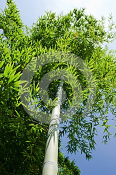 Green bamboo tree