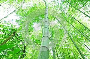 Green bamboo tree