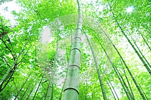 Green bamboo tree