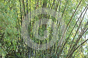 Green bamboo tree background