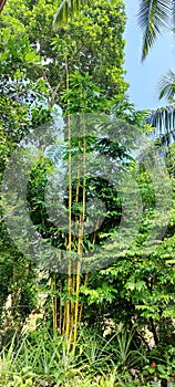 Green bamboo tree with blue sky