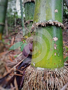green bamboo tree close up view