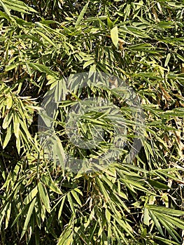 green bamboo tree in the forest