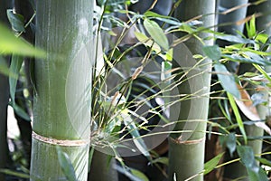 Green bamboo tree forest