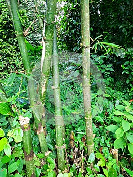 Green bamboo tree forest in Narathiwat, Thailand.