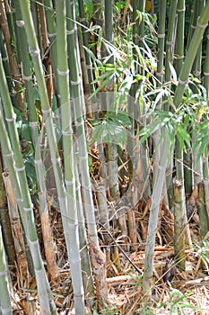 Green bamboo tree in garden