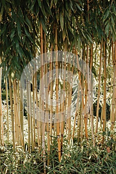 green bamboo tree in a garden