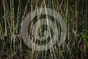 green bamboo tree photo