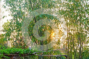 Green bamboo tree nature background