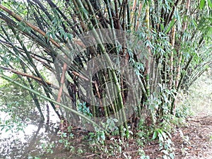 green bamboo tree with leaves in the forest in rainy weather, India