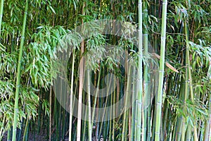 Green bamboo tree. Natural green background.