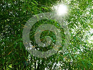 Green Bamboo tree with sun light.