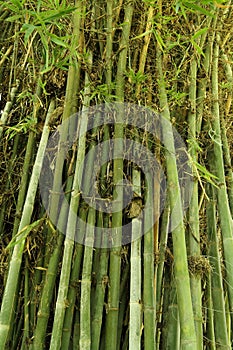 Green bamboo tree texture