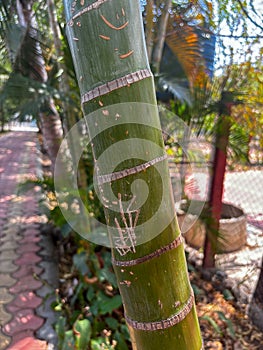 A green bamboo tree trunk with a brown stripe on it