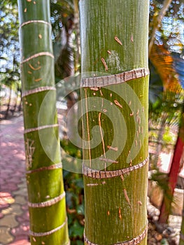 A green bamboo tree trunk with a brown stripe on it