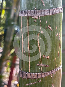 A green bamboo tree trunk with a brown stripe on it