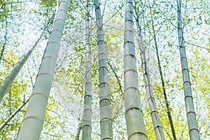 Green bamboo tree trunks in the forest