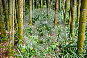 Green bamboo tree trunks in grass