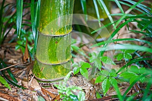 Green bamboo tree trunks in grass