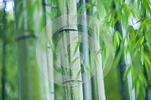 Green bamboo tree trunks in grass