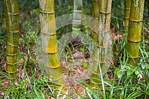 Green bamboo tree trunks in grass