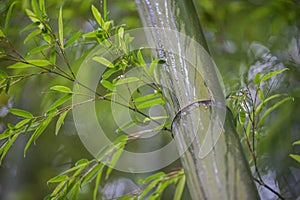 Green bamboo tree trunks in grass