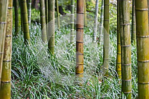 Green bamboo tree trunks in grass