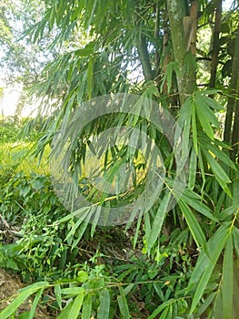 A green bamboo tree whose wood has many benefits