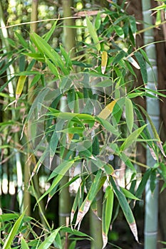 Green bamboo trees in bamboo grove in sun light