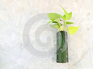 Green bamboo vase and green leaves in concrete background.