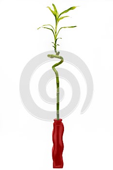 Green bamboo in Vase (red).
