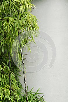 Green bamboo and wall