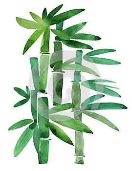 Green Bamboo on a white