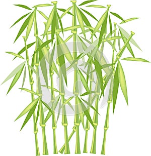 Green bamboo on a white background, isolated object. Green and yellow stems and leaves