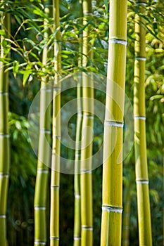 Green bamboos background photo