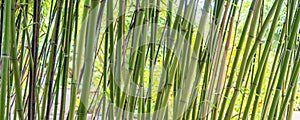 Green bamboos panoramic background photo