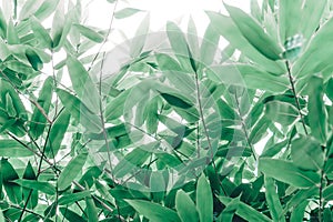 Green bammboo leaves texture in sunrise