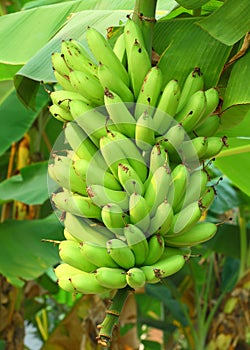 Green banana bunch