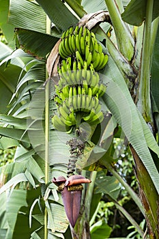 Green banana bunch on the plant - Musa x paradisiaca photo