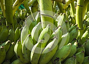 Green banana bunches raw and unclean at the banana market in Yangon, Myanmar