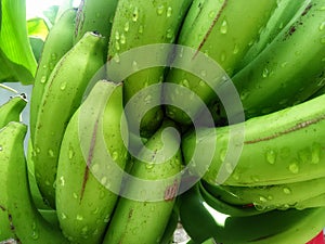 Green Banana So Cool