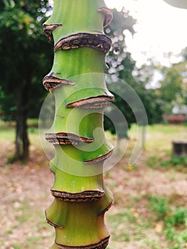 Green banana flower branch chit stem in garden photo