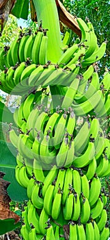 Green banana fruit and bunch. Musa paradisiaca. photo